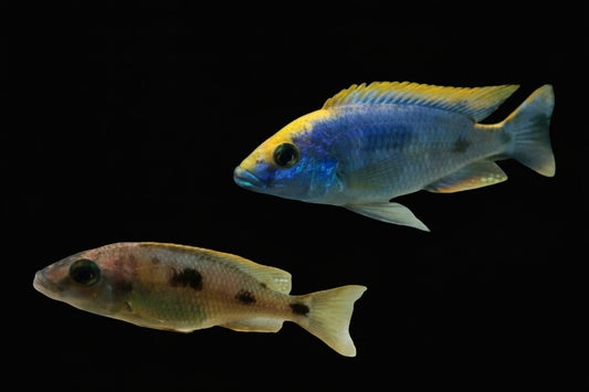 Otopharynx Lithiobates "Zimbabwae Rocks" - Yellow Blaze Lithobates (juvenile) Afishionados
