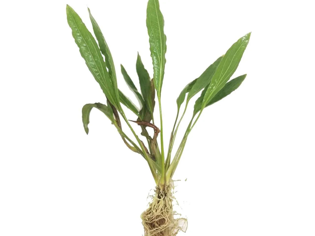 Pinwheel Melon Sword (Echinodorus osiris) - large bare roots Afishionados