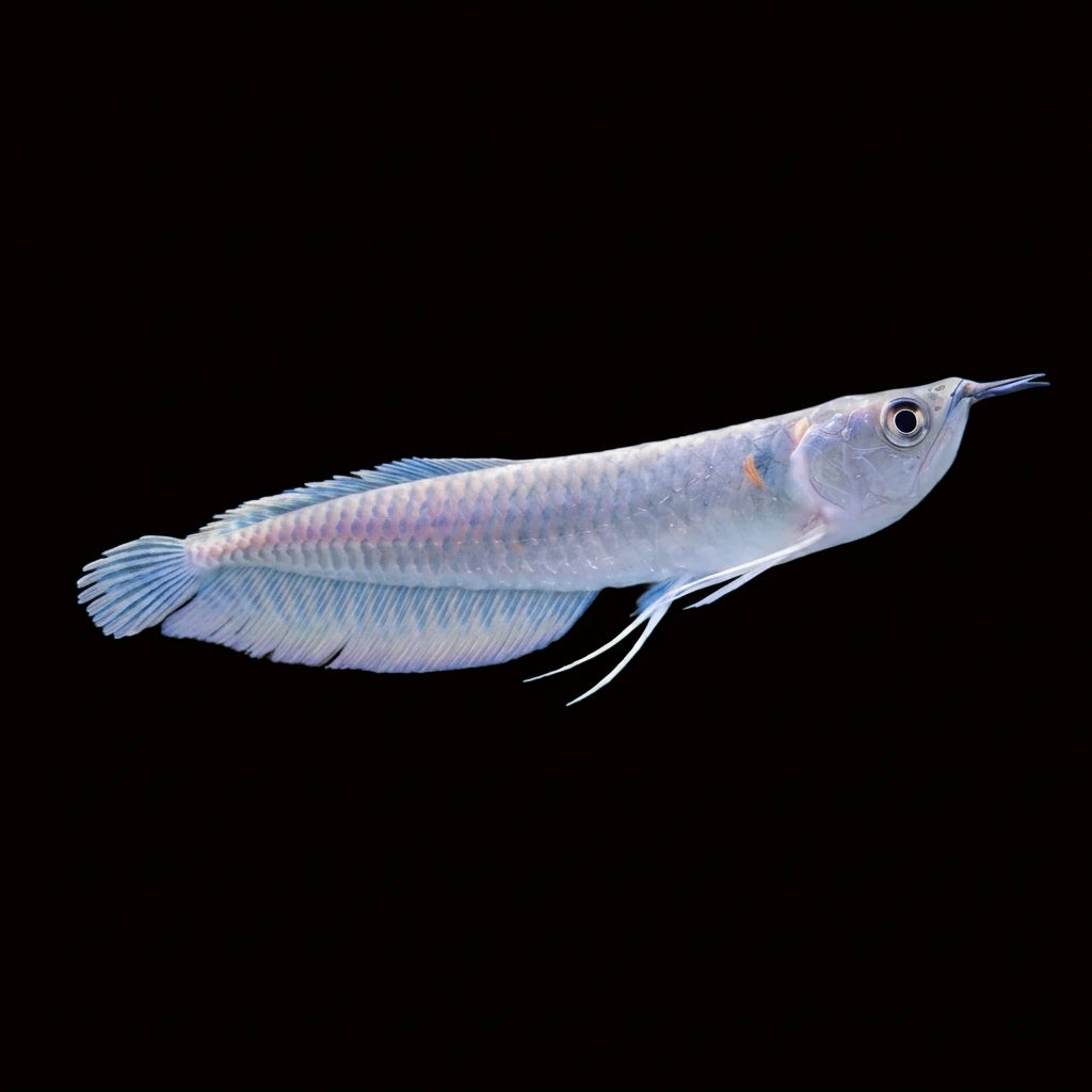 Silver Arowana (Osteoglossum bicirrhosum) 5"-6" Afishionados