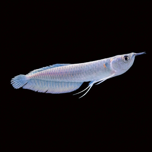 Silver Arowana (Osteoglossum bicirrhosum) 5"-6" Afishionados