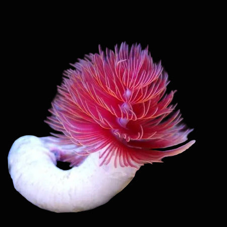 Pink Coco Worm Concrete Blonde Aquatics