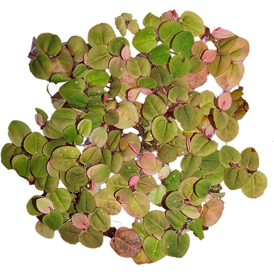 Pulang ugat na lumulutang - Phyllanthus fluitans