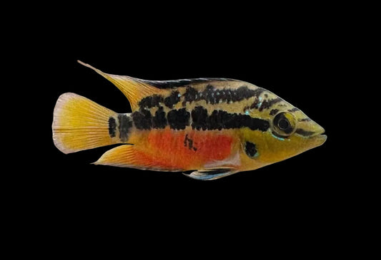 Trichromis salvini - Salvin's Cichlid 'Rio Tobasco'
