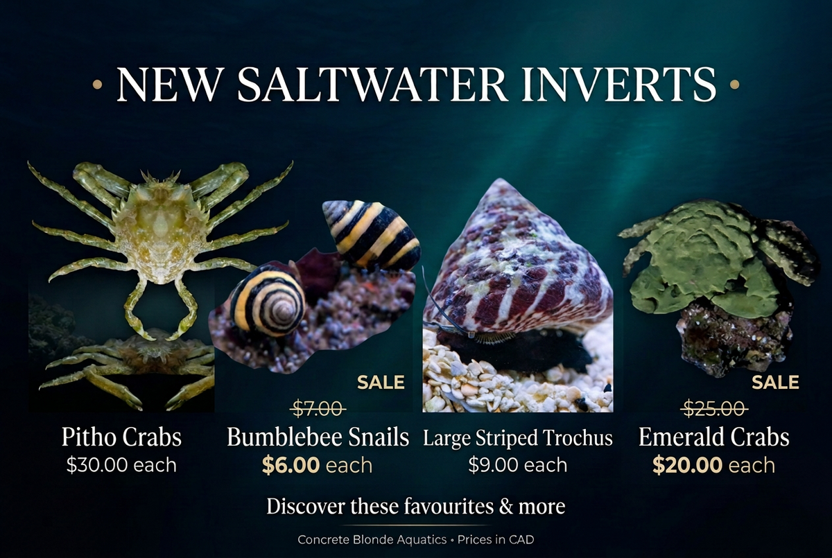 Saltwater invert banner with sale pricing