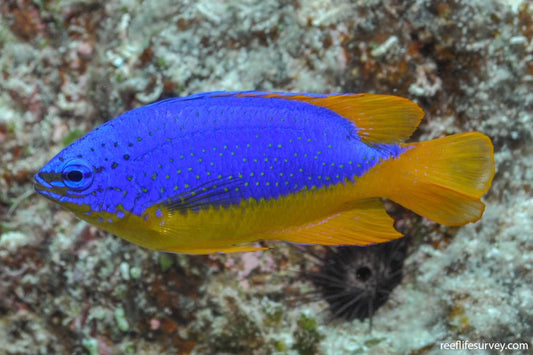Fiji Electric Blue Damsel - Chrysiptera taupou Concrete Blonde Aquatics