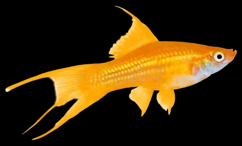 Swordtail - Yellow