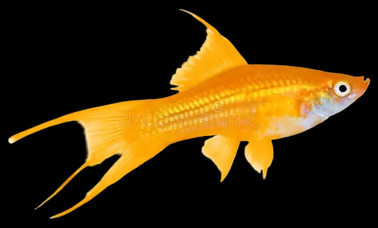 Swordtail - Yellow