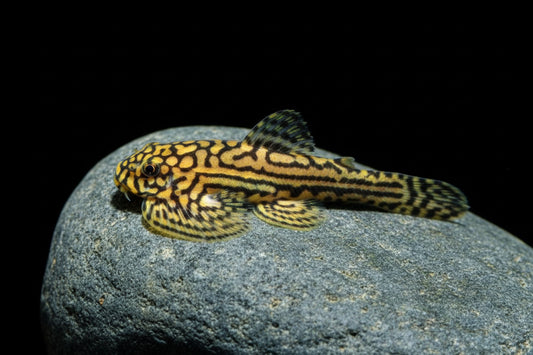 Tiger Hillstream Loach