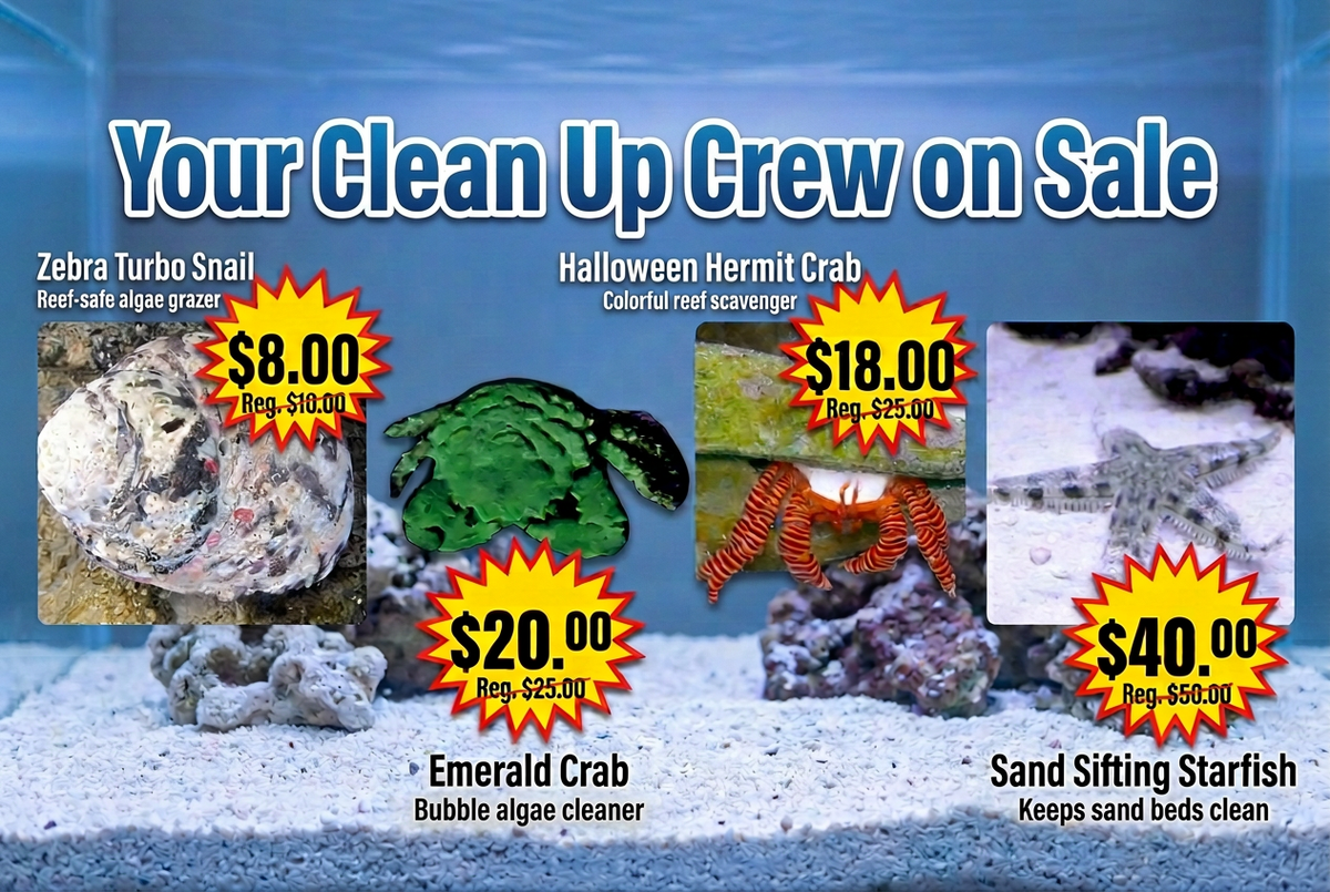 Your Clean Up Crew on Sale banner with updated Emerald Crab description